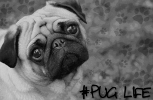 Pug Life... Ready Made